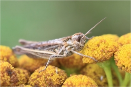 <p>SARANČE MĚNLIVÁ (Glyptobothrus biguttulus) ---- /Bow-winged grasshopper - Nachtigall-Grashüpfer</p>